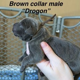 Drogon - Gray male Cane Corso puppy in Altoona, Alabama from Snead’s Cane Corso Kennel