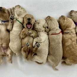 Goldendoodle Puppies from Lykeable Farms