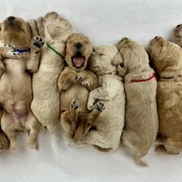 Goldendoodle Puppies from Lykeable Farms