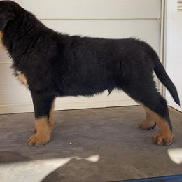 Rottweiler Puppies from Gottlïchen Rottweilers