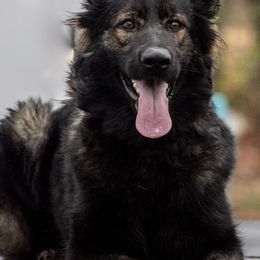 German Shepherds from Von Der Havier German Shepherds