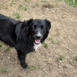 Charlotte - Australian Shepherd