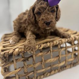 Purple - Red  female Goldendoodle puppy in Nashville Area, Tennessee from My Girls with Curls-Mini Doodles of TN