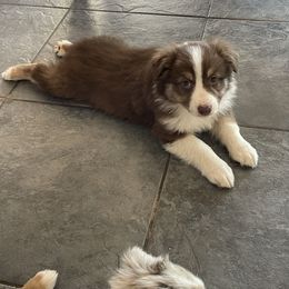 Australian Shepherd Puppies from 3 Crosses Kennels
