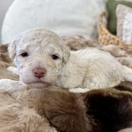 Creme Brule - Green Girl - female Australian Mountain Doodle puppy in Highland, Utah from Angel Pups Deluxe