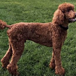 Poodles from RAYO KENNELZ