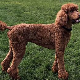 Poodles from RAYO KENNELZ