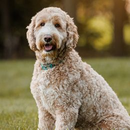 Australian Labradoodles from Aurora Belle Doodles