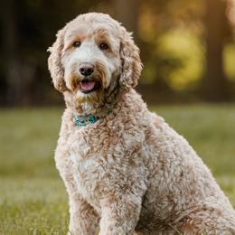 Australian Labradoodles from Aurora Belle Doodles