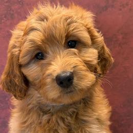 Bernedoodles and Golden Mountain Doodles from Cumberland Companions