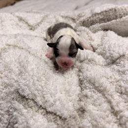 Bud - male Australian Mountain Doodle puppy in Tryon, North Carolina from Melrose Mountain Farm