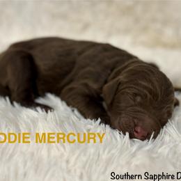 Freddie Mercury - Chocolate male Goldendoodle puppy in Jonesboro, Arkansas from N. E. Arkansas Goldens and Doodles