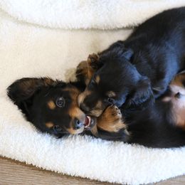 Dachshund Puppies from Gem State Mini Dachshunds