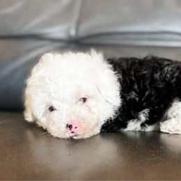 Comet - Black tri-color male Aussiedoodle puppy in Saint George, Utah from Fitzdoodles