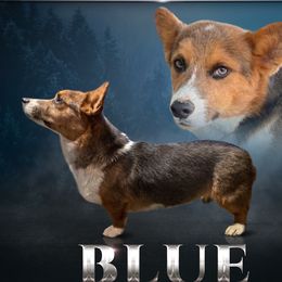 Blue - Pembroke Welsh Corgi