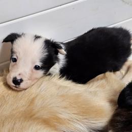 Black female - Black female Border Collie puppy in Paige, Texas from 3D Mini Dachounds