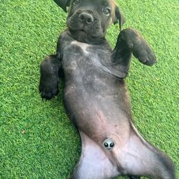 Black Collar - Chestnut brindle male Cane Corso puppy in Homestead, Florida from Sabal Palm Cane Corso