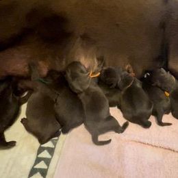 Boy 5 - Chocolate Labrador Retriever puppy in Hutto, Texas from Texas Bluebonnet Labs