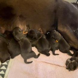 Boy 5 - Chocolate Labrador Retriever puppy in Hutto, Texas from Texas Bluebonnet Labs
