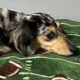 Bree - Dachshund