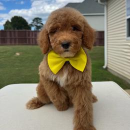 Sebastian - Apricot male Goldendoodle puppy in Spring Lake, North Carolina from Pawriffic Pups