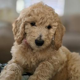Lily (pink collar) - Apricot female Double Doodle puppy in Oceanside, California from Strong Mountain Doodles