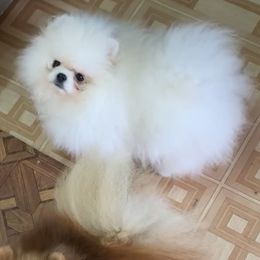 Pomeranians and Yorkshire Terriers from Alex Saucedo's Pomeranians and Yorkshire Terriers