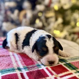 Sister - Black tri-color female Aussiedoodle puppy in Charleston, Arkansas from Lazy S Aussies