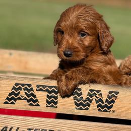 Cash - Red  male Goldendoodle puppy in Statesville, North Carolina from Ashley's Doodles
