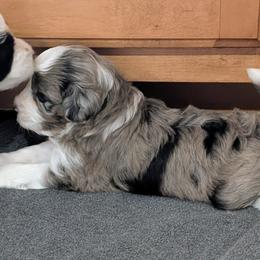 Aussiedoodle Puppies from Ridgeview Aussiedoodles