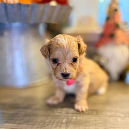 Mirabel - Cream female Maltipoo puppy in Bells, Texas from Partridge Doodles and Poodles