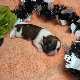 Gold spotted boy - Gold and white male Shih Tzu puppy in Vinita, Oklahoma from Locust Creek Shih Tzu & Havanese