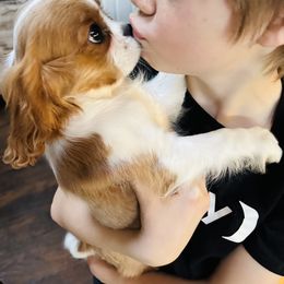 Cavalier King Charles Spaniel Puppies from Solheimar