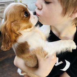 Cavalier King Charles Spaniel Puppies from Solheimar