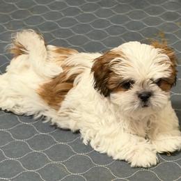 Justin - Red and white male Shih Tzu puppy in Victorville, California from RUMBLE n TUMBLE