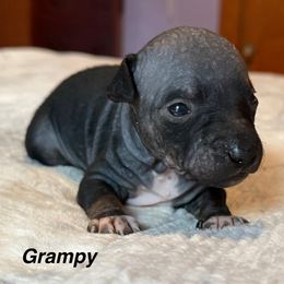 Grampy - Black male American Hairless Terrier puppy in Buckingham, Illinois from Gaus Hof