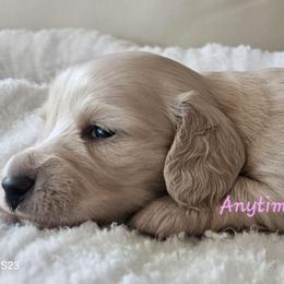 Grace 3875 - Cream female Dachshund puppy in Ben Wheeler, Texas from Anytime Dachshunds by D.B.