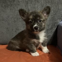 Amelia - Brindle and white female American Corgi puppy in Washington, Arkansas from Foxy Knoll Farm