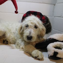 Bashful - Goldendoodle puppy in Kingsport, Tennessee from Blue Ridge Doodles