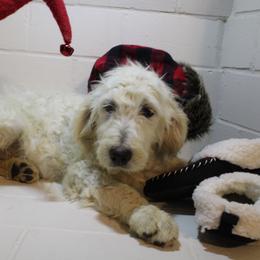 Bashful - Goldendoodle puppy in Kingsport, Tennessee from Blue Ridge Doodles