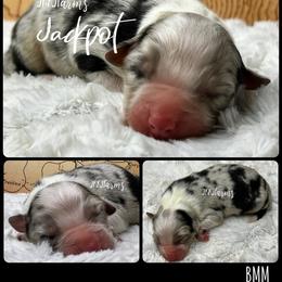 3 Jackpot, BMM - Blue merle male Australian Shepherd puppy in Huntington, Texas from JKKJ Farms, LLC