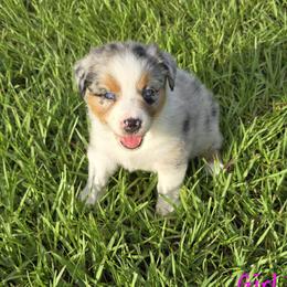 Blue bell 3 - Blue merle female Australian Shepherd puppy in Lakeland, Florida from Diamond P Australian Shepherds
