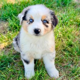 Flynn Rider - Blue merle male Australian Shepherd puppy in Vernal, Utah from Dancing M Australian Shepherds
