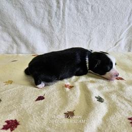 Latte - Black tri female Toy Australian Shepherd puppy in Snowflake, Arizona from Halfpint Aussies