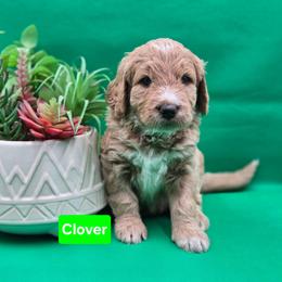 Clover - Apricot female Goldendoodle puppy in Summerville, South Carolina from Channys Doodles