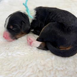 Magnolia - Tri-color female Bernedoodle puppy in Hegins, Pennsylvania from Bubbling Springs Doodles, LLC