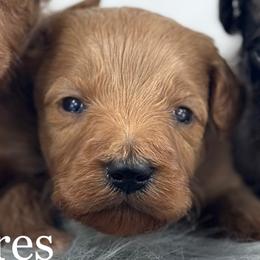 Boy 3 - Apricot male Goldendoodle puppy in Milford, Indiana from Railway Acres Kennel