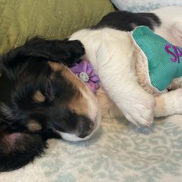Dachshund Puppies from Meyerhaus (Weenie-Corn Ranch)