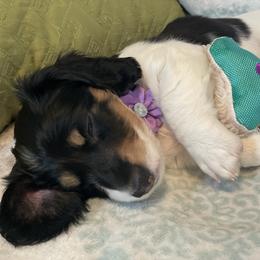Dachshund Puppies from Meyerhaus (Weenie-Corn Ranch)