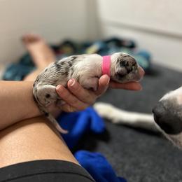 Azia - White and blue merle Border Collie puppy in Huntington, Indiana from Botanical Border Collies